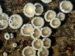 Attēlu rezultāti vaicājumam “Lachnella alboviolascens”