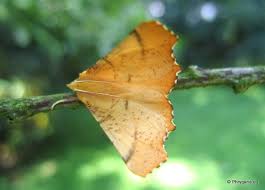 Attēlu rezultāti vaicājumam “Ennomos autumnaria male”