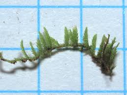 Attēlu rezultāti vaicājumam “Pterigynandrum filiforme”