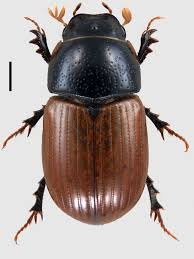 Attēlu rezultāti vaicājumam “Aphodius subterraneus”