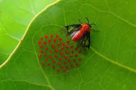 Attēlu rezultāti vaicājumam “Allantus cinctus”