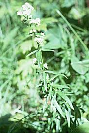 Attēlu rezultāti vaicājumam “Galium boreale”