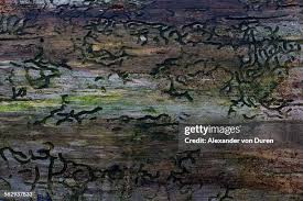 Attēlu rezultāti vaicājumam “Scolytidae”