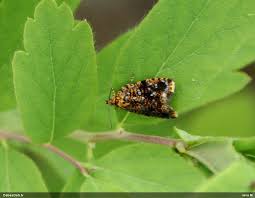 Attēlu rezultāti vaicājumam “Celypha siderana”