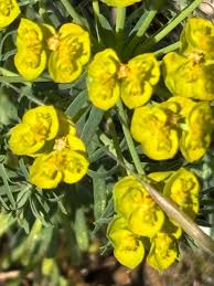 Attēlu rezultāti vaicājumam “Euphorbia cyparissias flower”