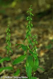 Attēlu rezultāti vaicājumam “Epipactis”