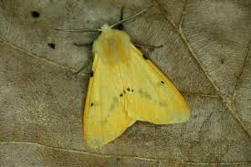 Attēlu rezultāti vaicājumam “Spilosoma lutea imago”