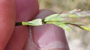 Attēlu rezultāti vaicājumam “Festuca arenaria”