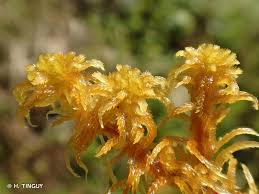 Attēlu rezultāti vaicājumam “Sphagnum subsecundum”