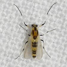 Attēlu rezultāti vaicājumam “Cricotopus”