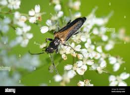 Attēlu rezultāti vaicājumam “Anogcodes melanurus”