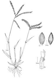 Attēlu rezultāti vaicājumam “Digitaria ischaemum leaf”