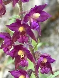 Attēlu rezultāti vaicājumam “Epipactis atrorubens”