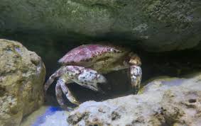 Image result for Cancer irroratus