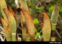 Attēlu rezultāti vaicājumam “Equisetum telmateia”