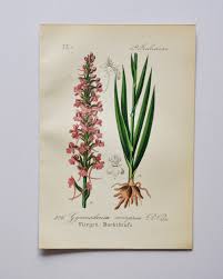 Attēlu rezultāti vaicājumam “Gymnadenia conopsea flower”