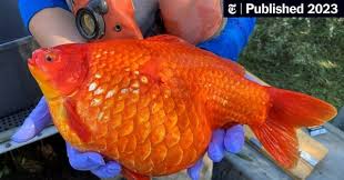 Attēlu rezultāti vaicājumam “Carassius auratus”