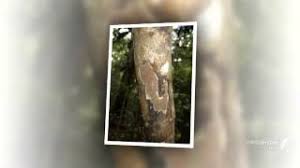 Attēlu rezultāti vaicājumam “Junghuhnia pseudozilingiana”