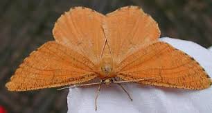 Attēlu rezultāti vaicājumam “Angerona prunaria”