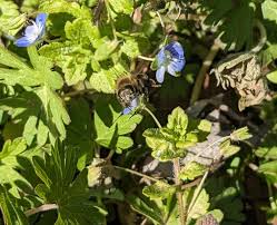 Attēlu rezultāti vaicājumam “Veronica filiformis flower”
