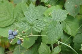 Attēlu rezultāti vaicājumam “Rubus caesius”