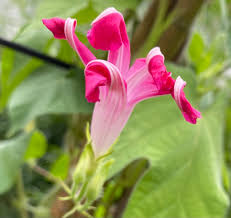 Image result for Ipomoea purpurea