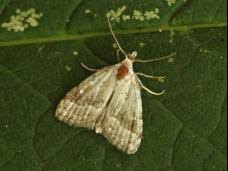 Attēlu rezultāti vaicājumam “Nola confusalis”