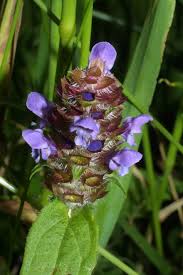 Attēlu rezultāti vaicājumam “Prunella vulgaris flower”