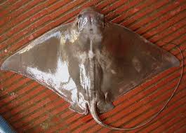 Image result for Myliobatis freminvillei