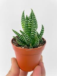 Image result for Haworthia
