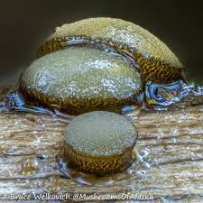 Attēlu rezultāti vaicājumam “Vibrissea decolorans”