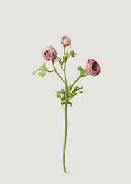 Attēlu rezultāti vaicājumam “Ranunculus flammula bud”
