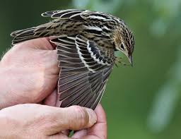 Image result for Anthus gustavi