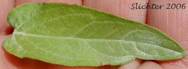 Attēlu rezultāti vaicājumam “Lythrum salicaria leaf”