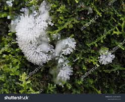 Attēlu rezultāti vaicājumam “Ceratiomyxa fruticulosa macro”