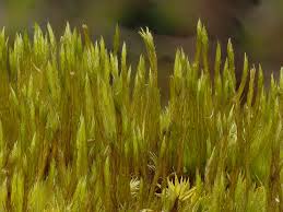 Attēlu rezultāti vaicājumam “Ditrichum flexicaule”