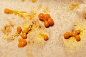 Attēlu rezultāti vaicājumam “Leocarpus fragilis var. bisporus”