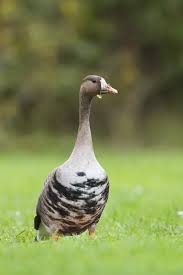 Attēlu rezultāti vaicājumam “Anser albifrons”