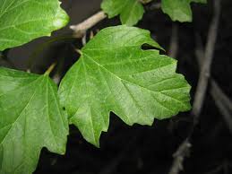 Attēlu rezultāti vaicājumam “Viburnum opulus leaf”