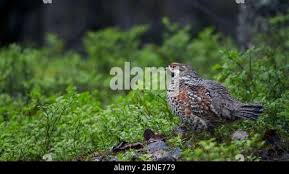 Attēlu rezultāti vaicājumam “Tetrastes bonasia eggs”