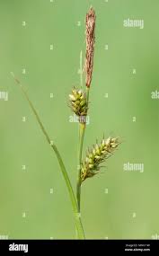 Attēlu rezultāti vaicājumam “Carex elongata”