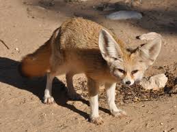 Attēlu rezultāti vaicājumam “Vulpes zerda”