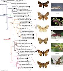 Attēlu rezultāti vaicājumam “Endromidae”