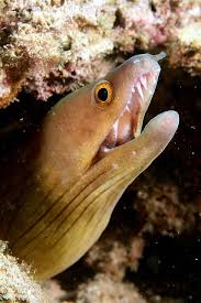 Image result for Gymnothorax vicinus
