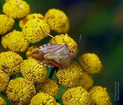 Attēlu rezultāti vaicājumam “Carpocoris purpureipennis”