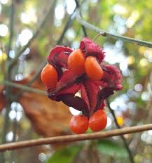 Attēlu rezultāti vaicājumam “Euonymus fruit”