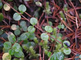 Attēlu rezultāti vaicājumam “Linnaea borealis”