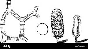Attēlu rezultāti vaicājumam “Trichia contorta sessile”