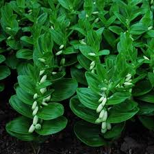 Attēlu rezultāti vaicājumam “Hygroamblystegium humile”