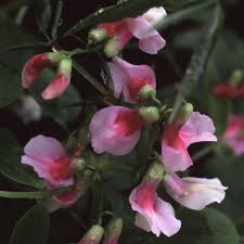 Attēlu rezultāti vaicājumam “Lathyrus vernus bud”